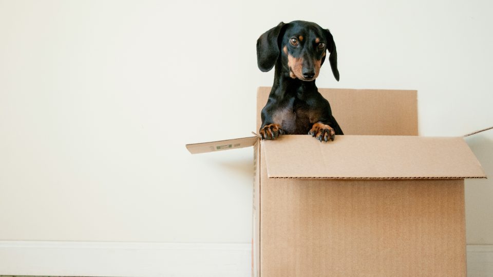 black and brown Dachshund standing in box